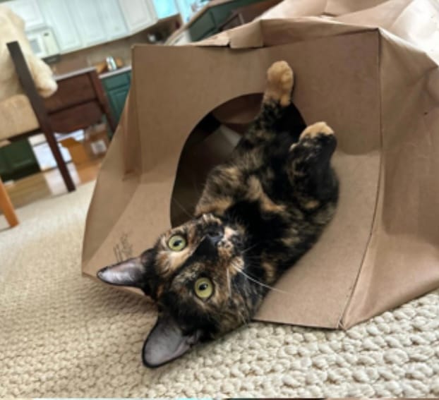 Customer photo review of Hide and Sneak - 2 Pack Unique Cat Tunnel