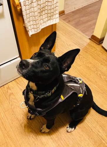 Customer photo review of FIDA No Pull Harness