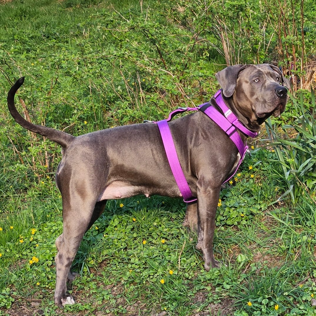 Customer photo review of 1.4m Swivel Combat Leash | Neoprene Lined, Secure Rated Clip with Soft Handle - Purple