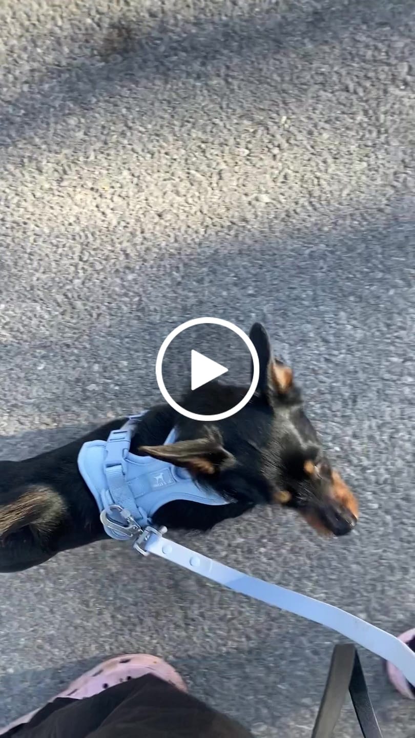 Customer video review of Solace Waterproof Leash