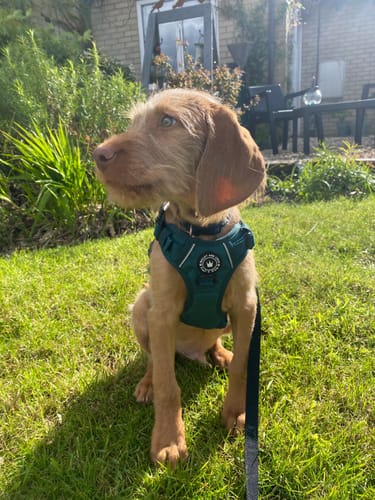 Customer photo review of Trail & Glow® Emerald Green Dog Harness