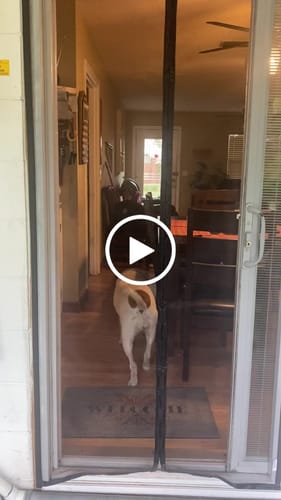 Customer video review of Best Magnetic Screen Door（Regular Size）