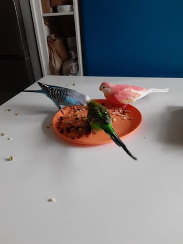 Customer photo review of Welli Mix 1