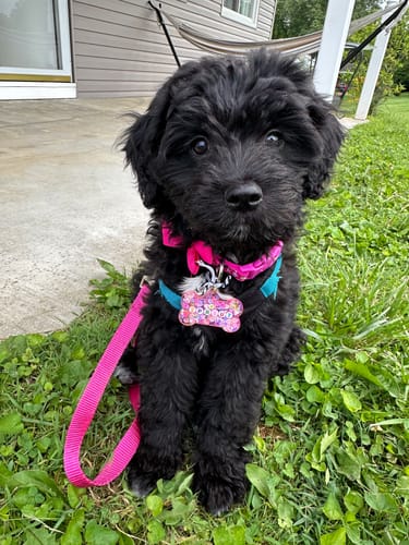 Customer photo review of Pink Pet Tag