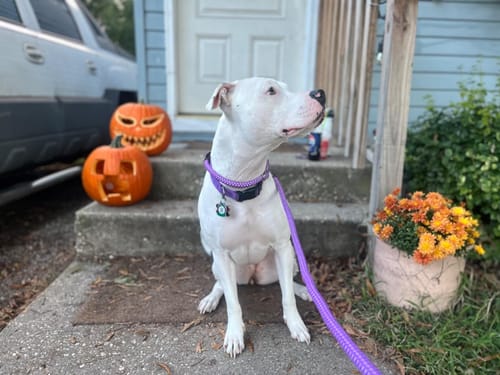 Customer photo review of FIDA Durable Slip Lead