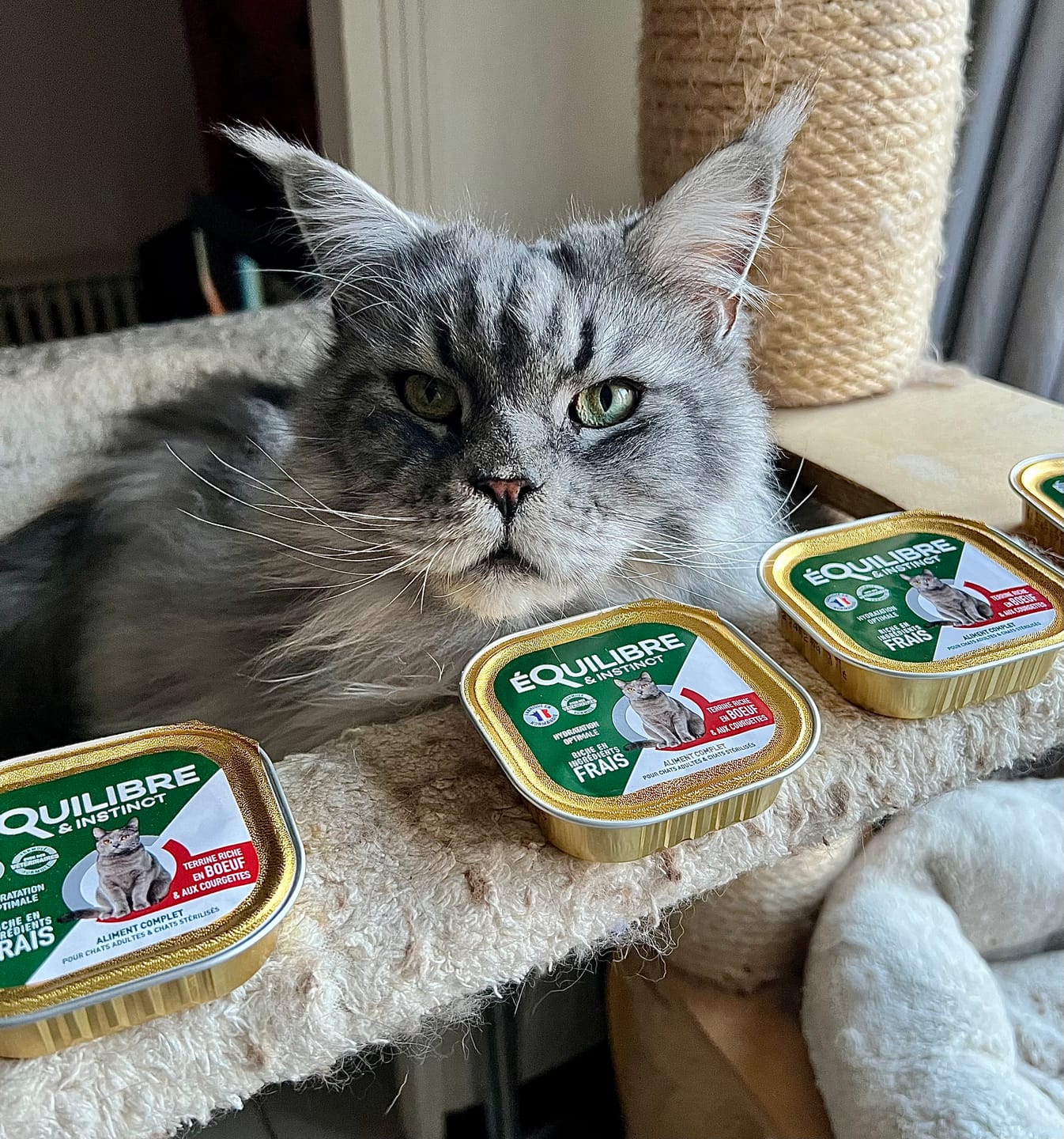 Customer photo review of Pâtées riches en bœuf & aux courgettes (chat stérilisé et chat adulte)