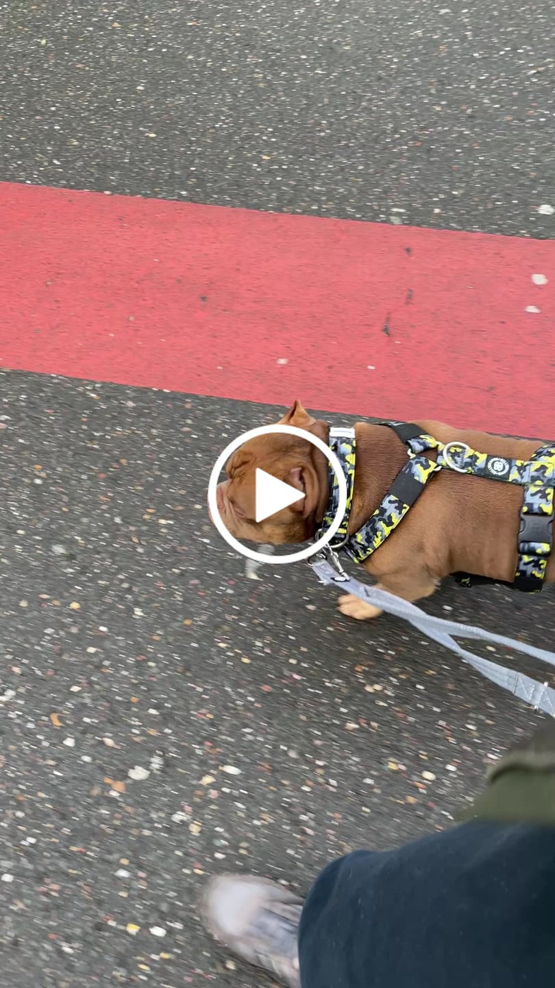 Customer video review of TRI-Harness® | Anti-Pull, Adjustable & Durable - Dog Trainers Choice -  CAMO Lightning v2.0