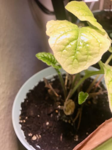 Customer photo review of HPE - Hesi Houseplant Elixir