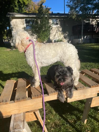 Customer photo review of FIDA Durable Slip Lead