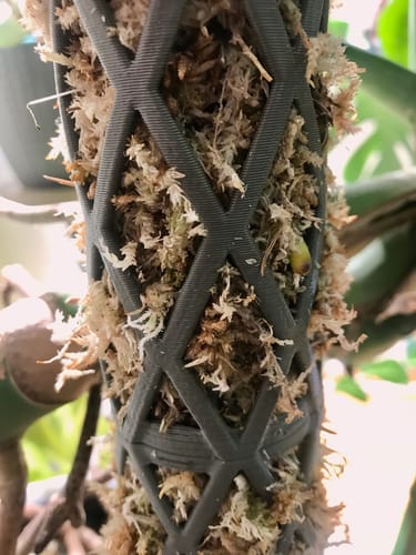 Customer photo review of Komplett Set Rankstab Rankhilfe für Zimmerpflanzen Ø 5