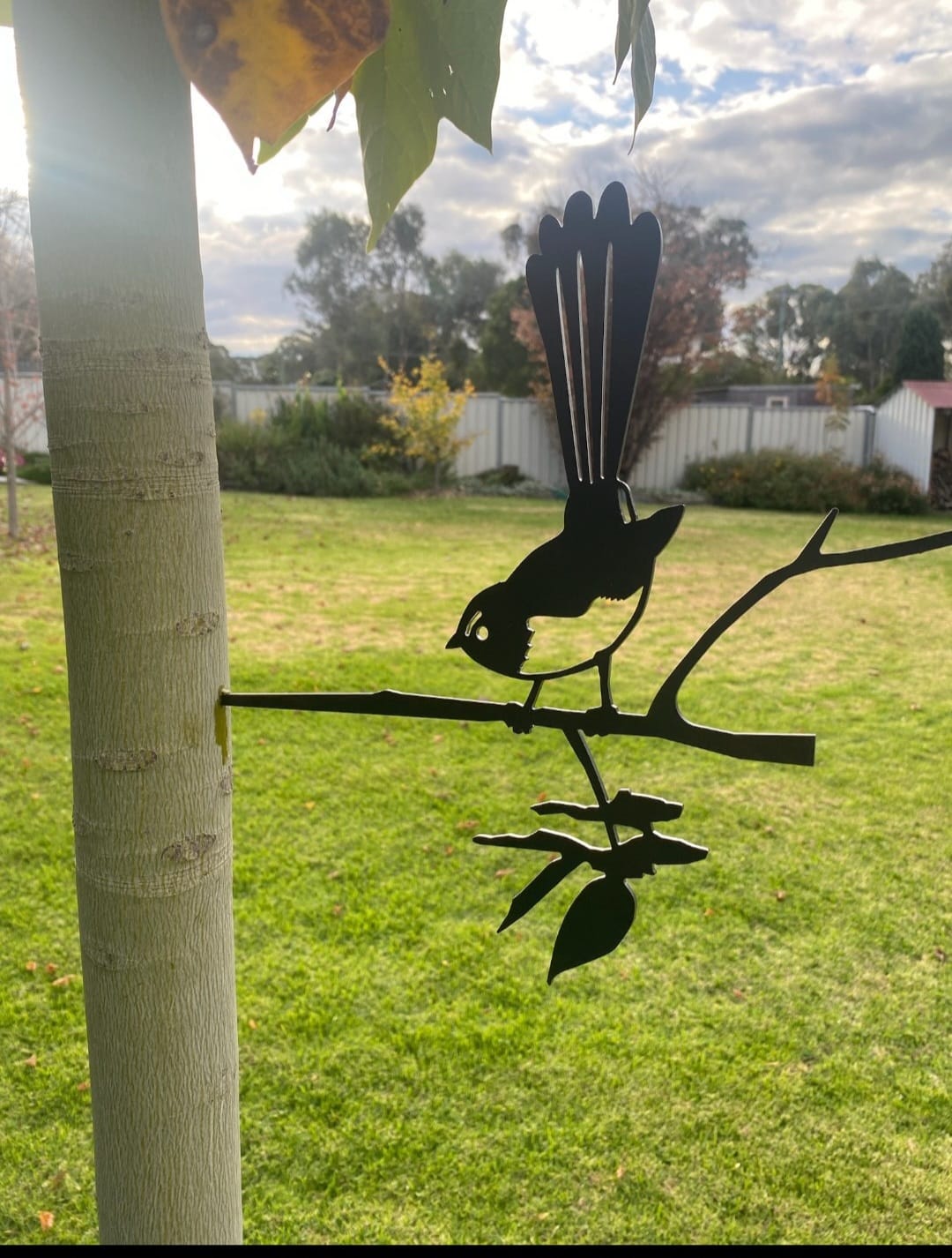 Customer photo review of Willie Wagtail