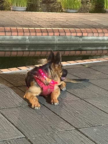 Customer photo review of LaRoo 萊諾 森林發光圈 寵物發光項圈 防水 可充電 3色