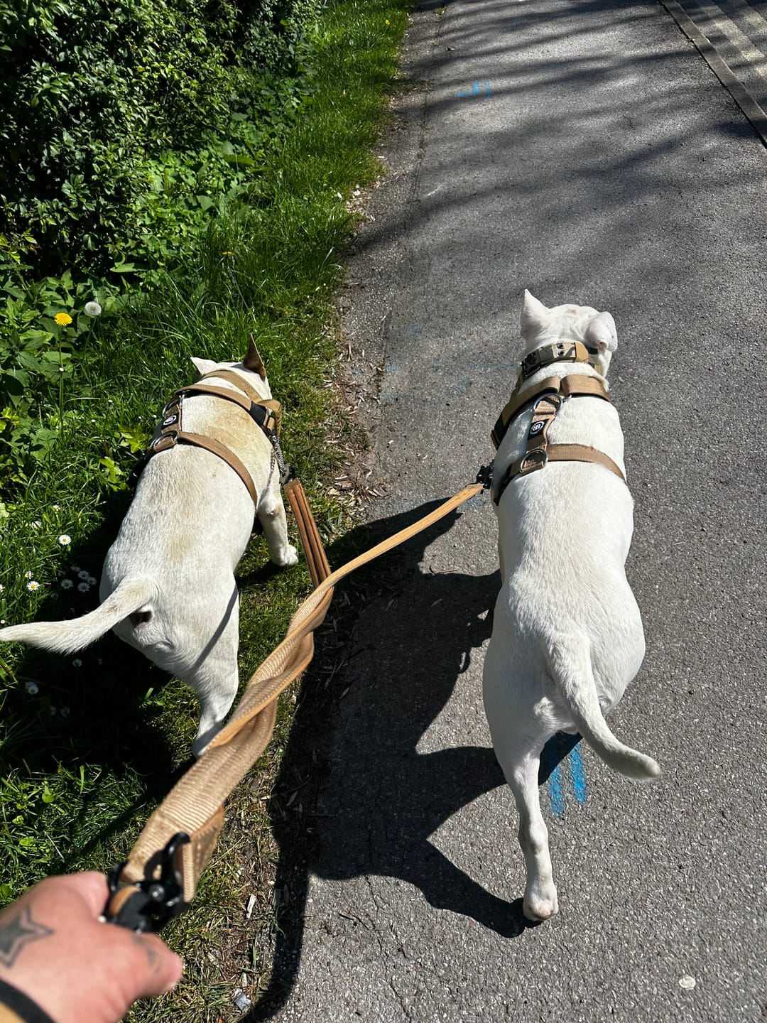 Customer photo review of TRI-Harness® | Anti-Pull, Adjustable & Durable - Dog Trainers Choice - Military Tan v2.0