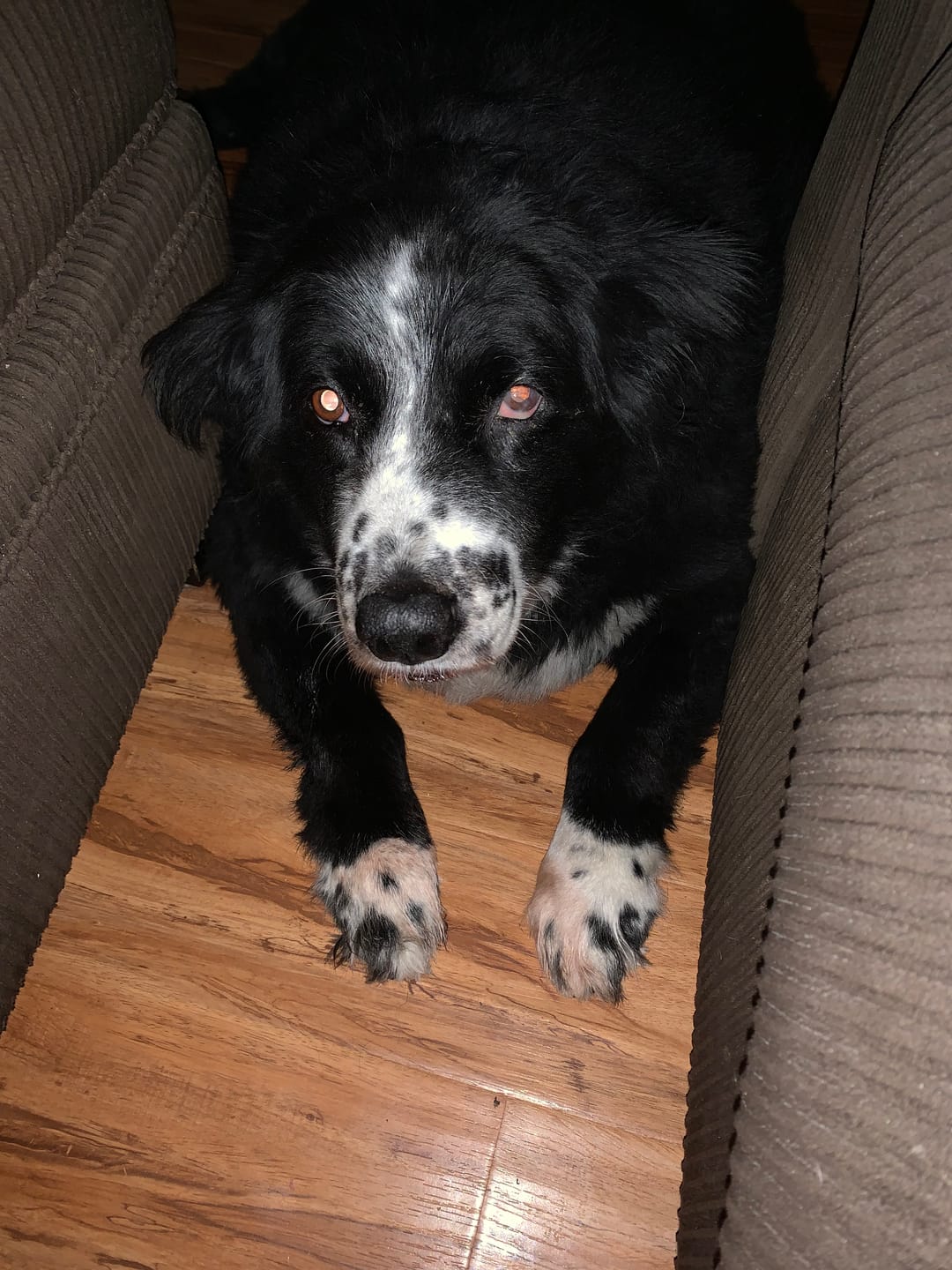 Customer photo review of Natural Dog Eye Infection Treatment  - Helps Conjunctivitis, Watery Eyes, Red Eye, and General Eye Care