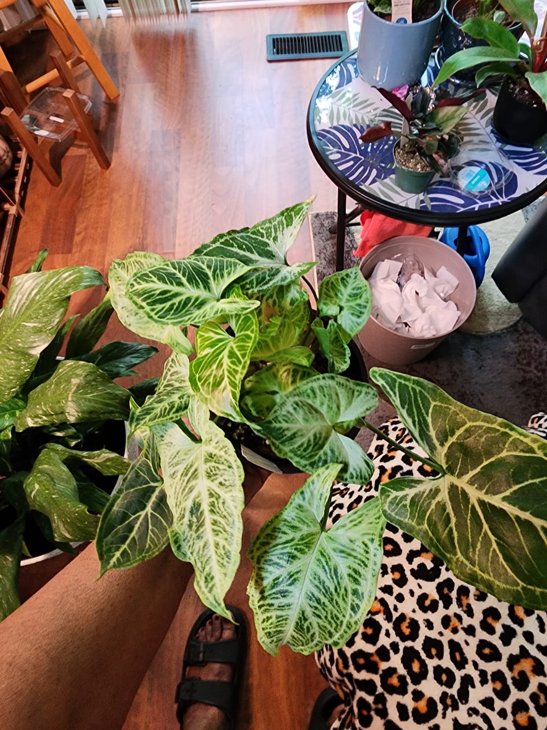 Customer photo review of Syngonium podophyllum 'Batik'