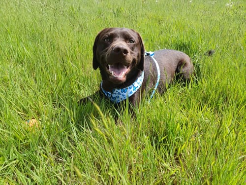 Customer photo review of Adjustable Harness – Nova Blue