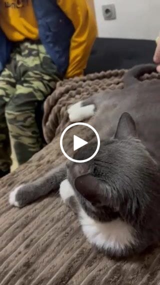 Customer video review of Automatska četka za Čišćenje Kućnih Ljubimaca