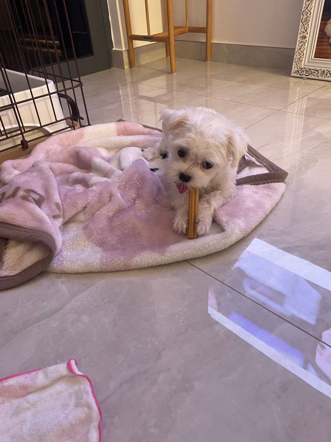 Customer photo review of Dental Chew (new version back in stock!)