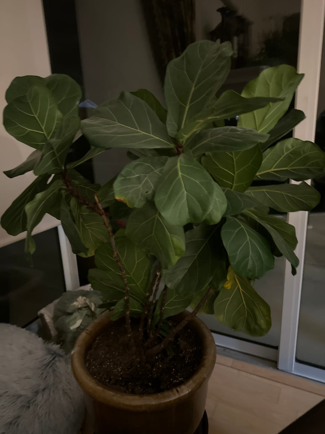Customer photo review of Fiddle Leaf Fig Guide