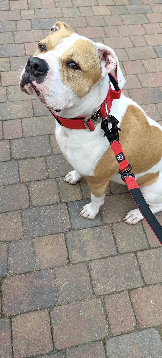 Customer photo review of 1.4m Swivel Combat Lead | Neoprene Lined, Secure Rated Clip with Soft Handle - Red