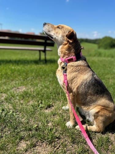 Customer photo review of Premium Hundehalsband gepolstert