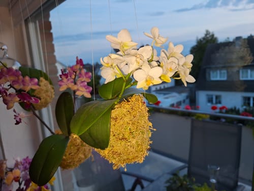 Customer photo review of Bonsaiorchidee Nazare mit weißen Blüten