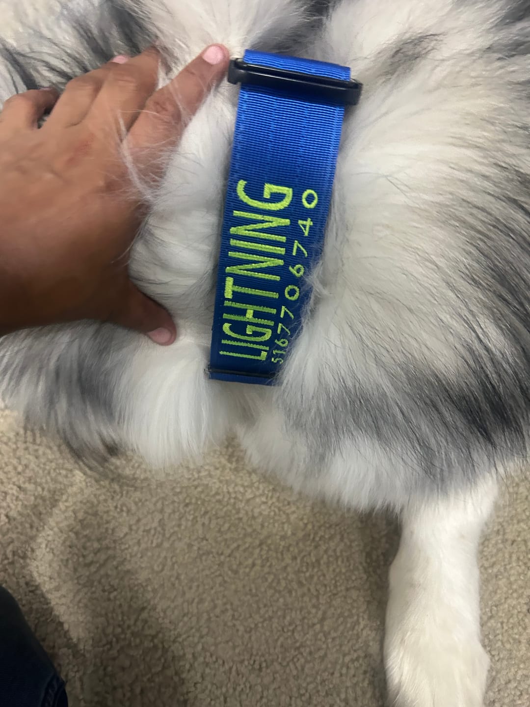 Customer photo review of 2" Tactik Dog Collar - Cobalt