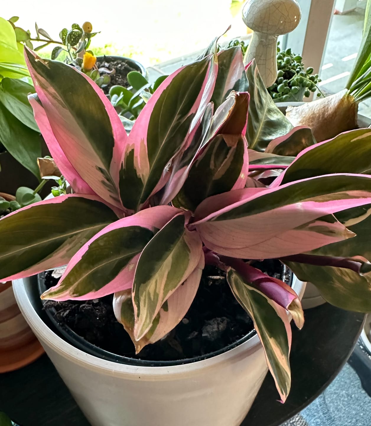 Customer photo review of Houseplant Top 40 Guide + Playlist