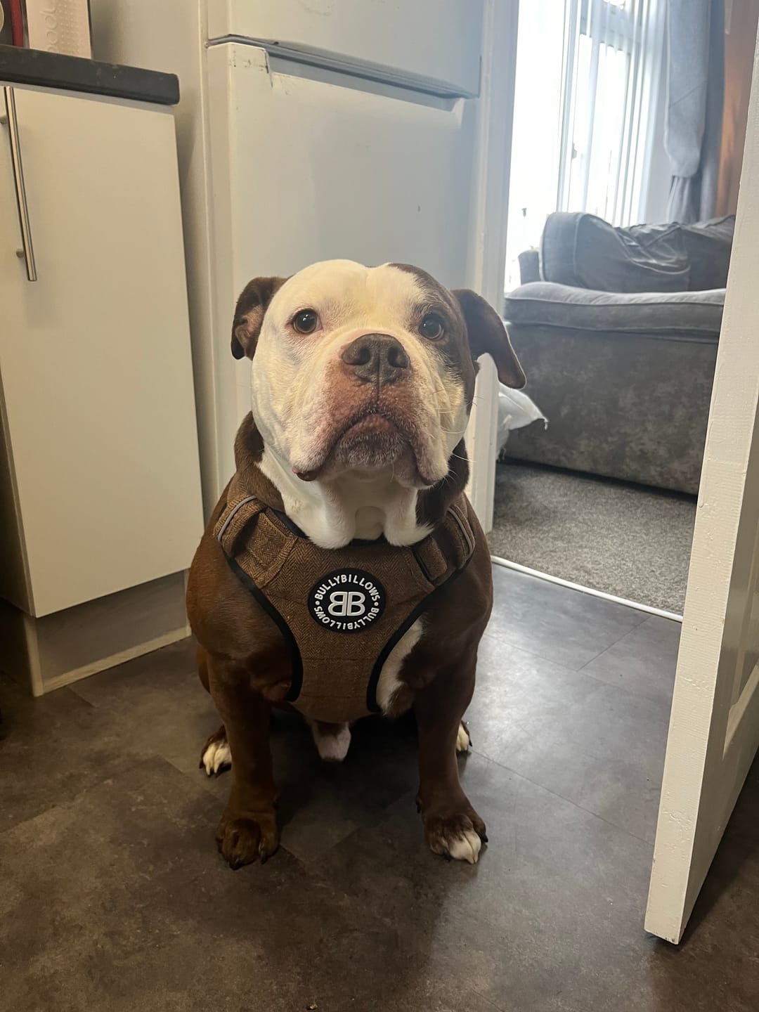 Customer photo review of Premium Comfort Tweed Harness | Non Restrictive & Adjustable - Classic Tan