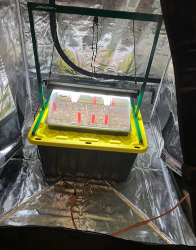 Customer photo review of Seed Starter Kit 72 Cell Extra Strength, 1020 Tray, 7.5" Humidity Dome, Plug Tray Starting Trays for Seedling Germination