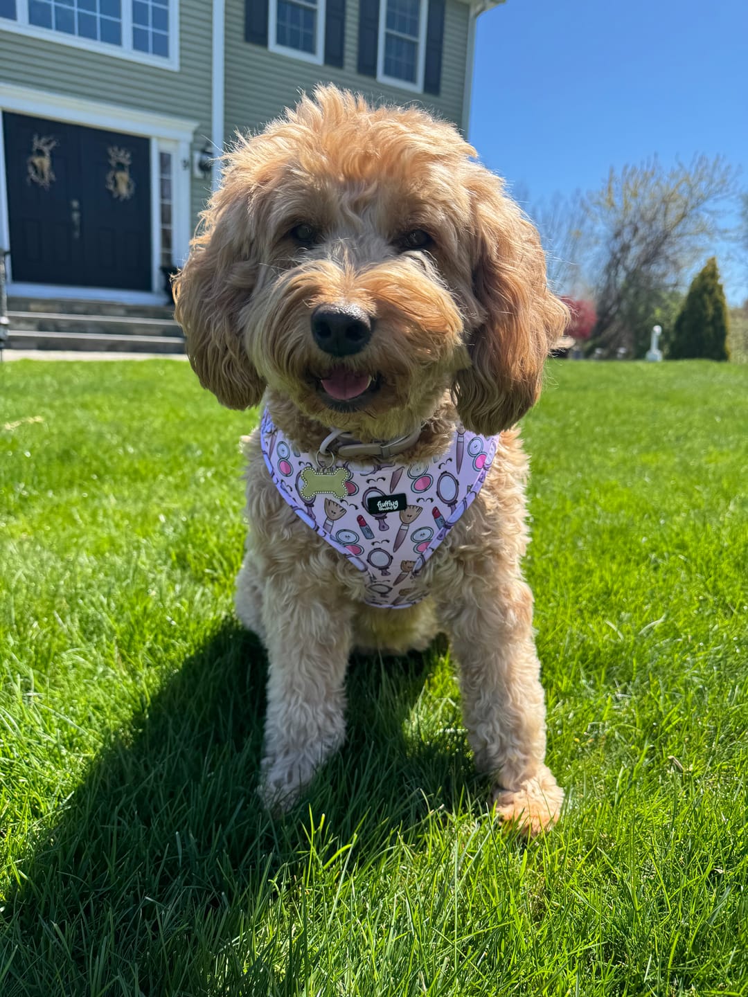 Customer photo review of Adjustable Dog Harness - Pink To Make The Boys Wink