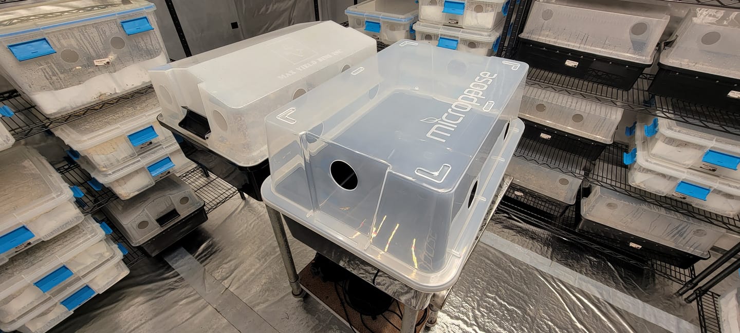 Customer photo review of 'Mark 1' Large Mushroom Monotub
