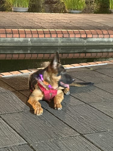 Customer photo review of SPUTNIK 斯普尼克 EXPLORE 狗狗胸背帶