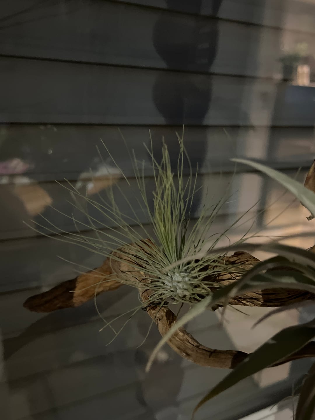 Customer photo review of Tillandsia argentea
