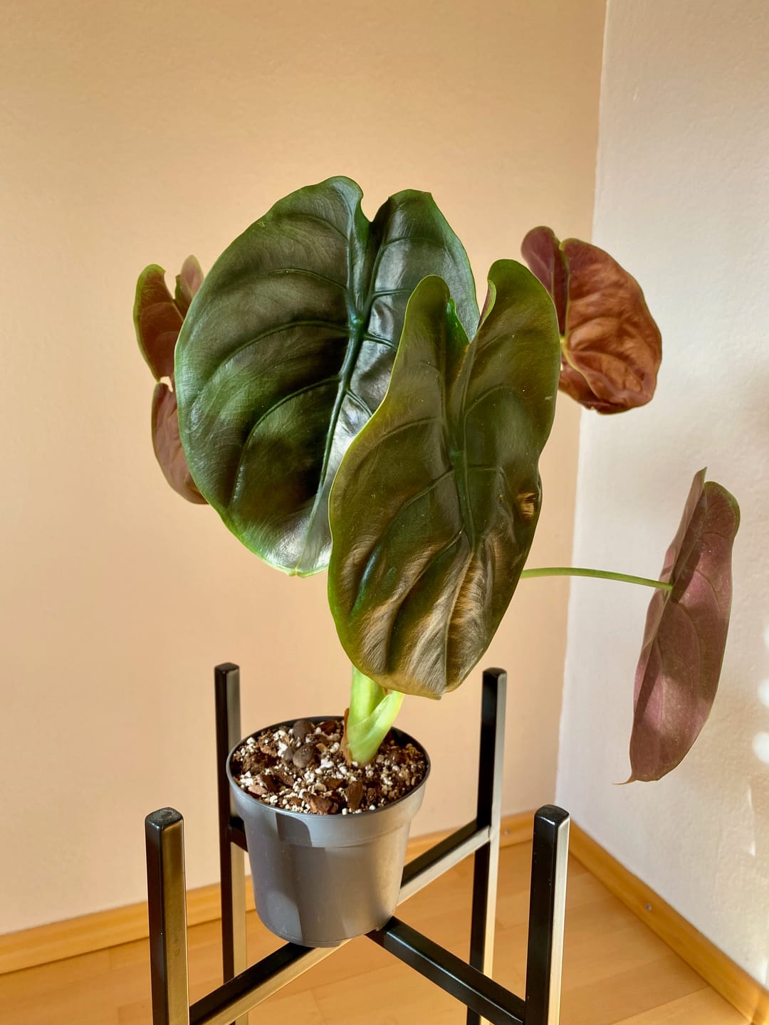 Customer photo review of ALOCASIA CUPREA RED SECRET