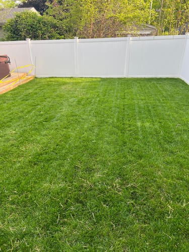 Customer photo review of GCI Turf Cool Blue Grass Seed