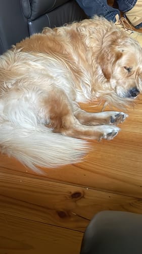 Customer photo review of DoggieBalm Manuka