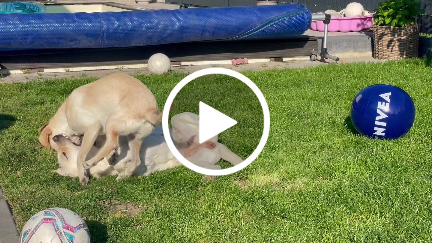 Customer video review of Allergietest Pro Hund