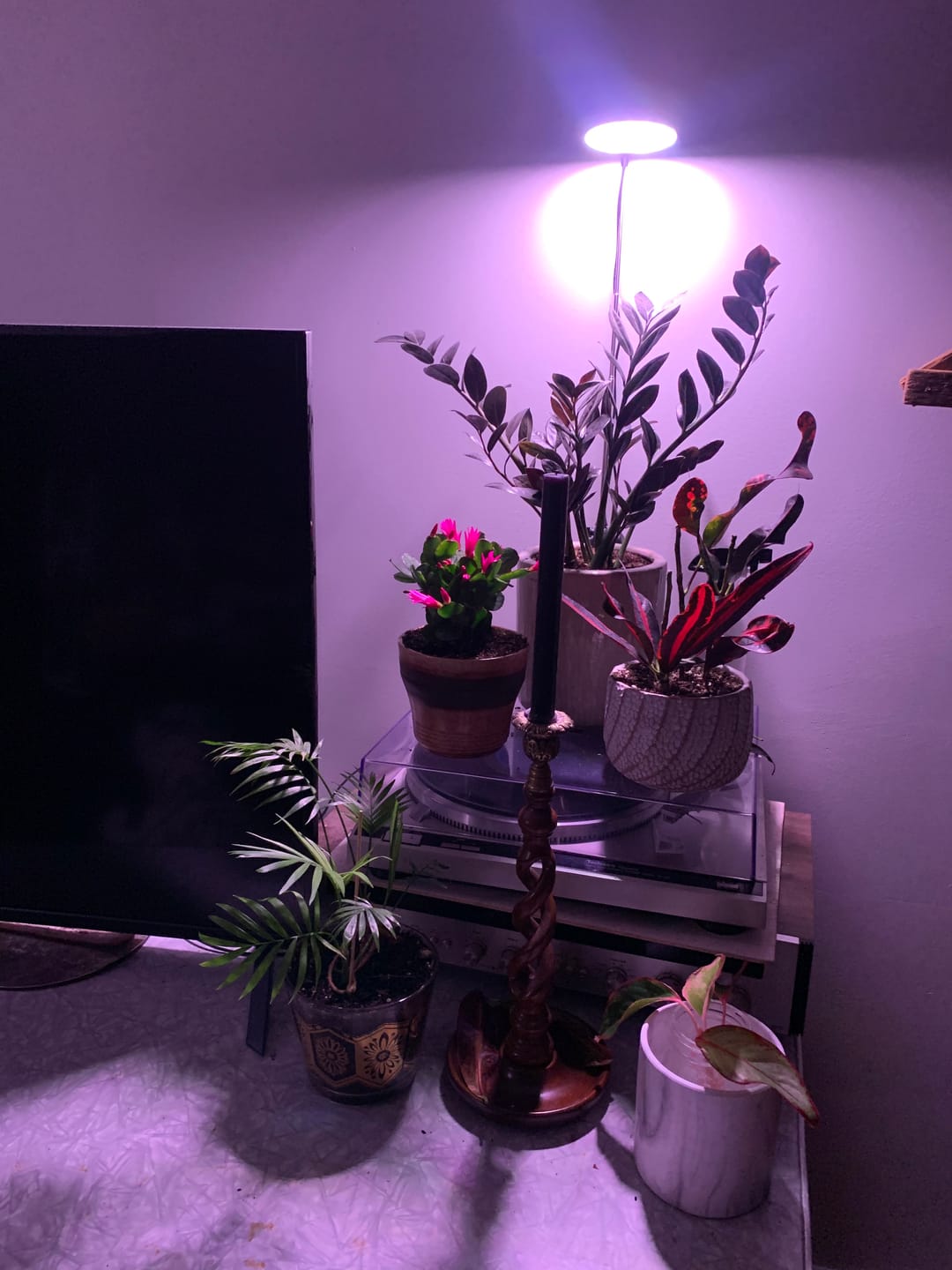 Customer photo review of 28" Adjustable LED Plant Light