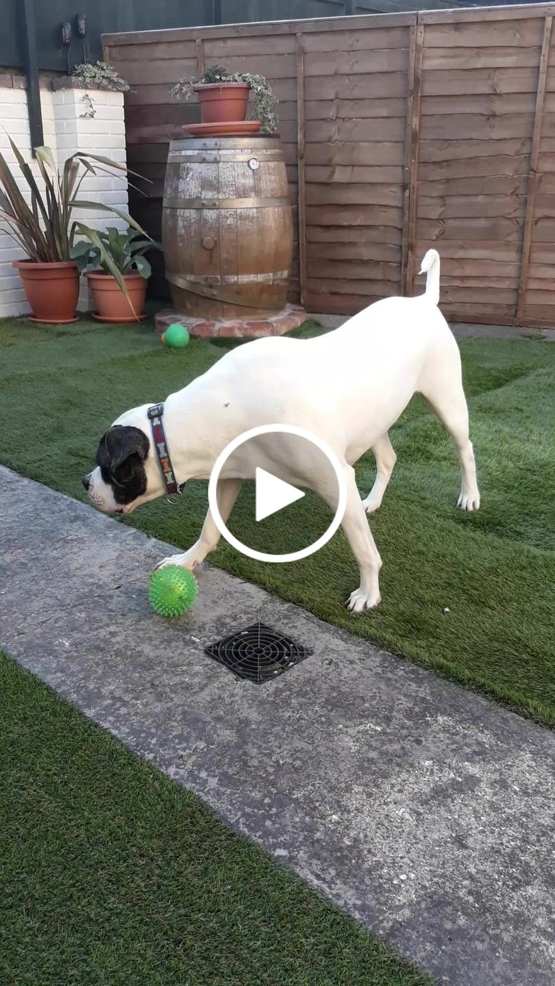 Customer video review of Itch Relief Treats
