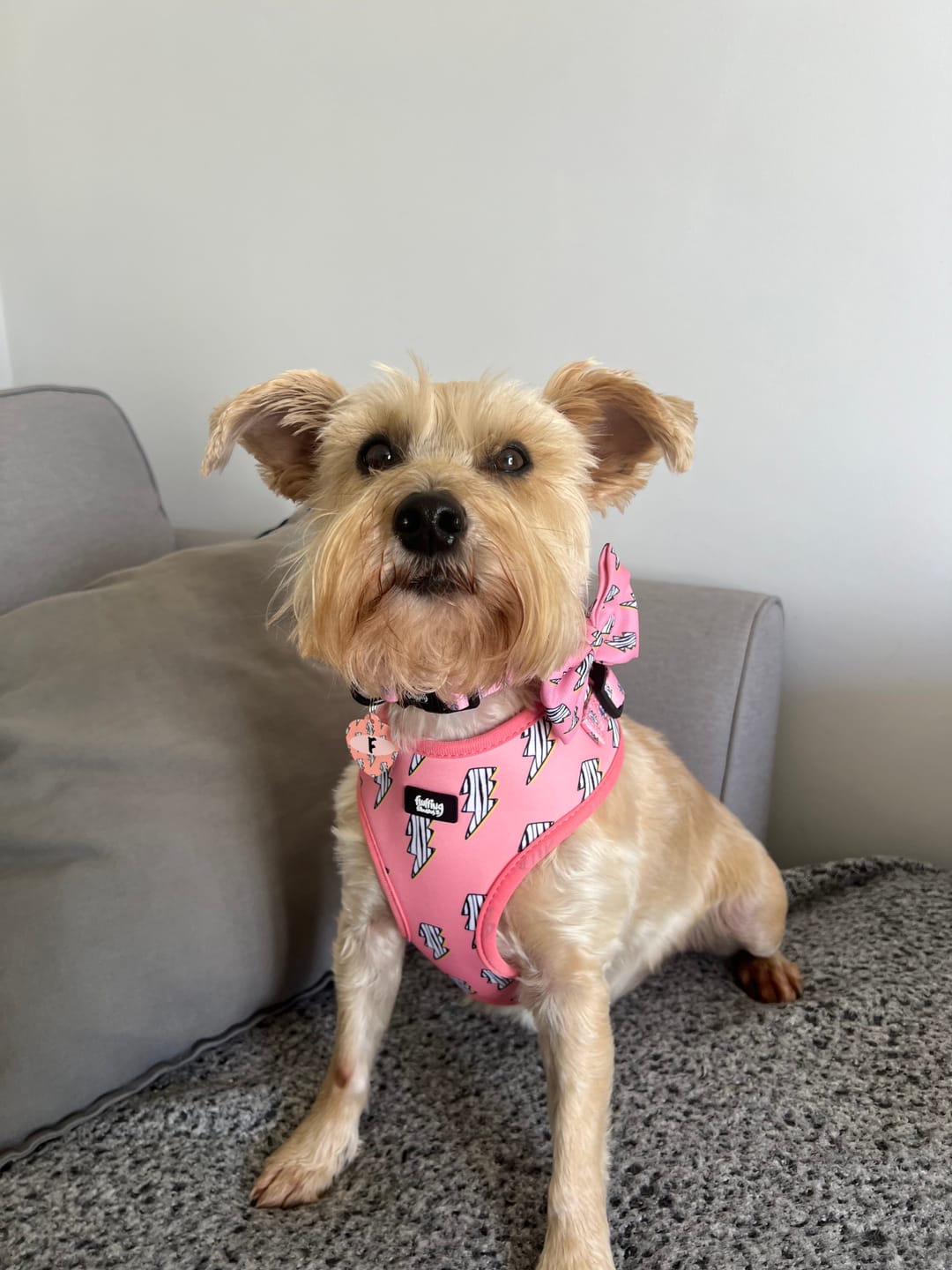Customer photo review of Adjustable Dog Harness - Lightning Zoomies