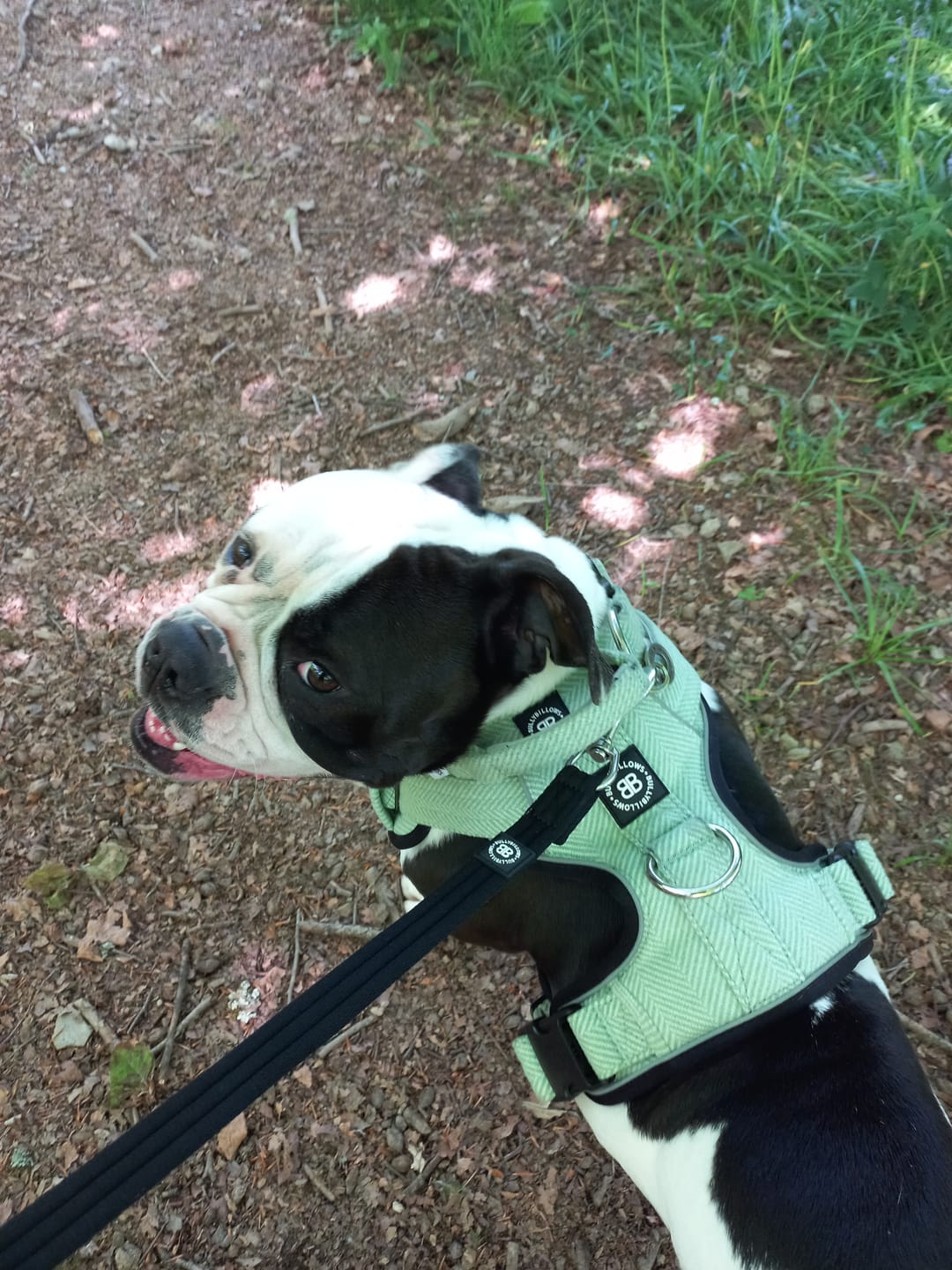 Customer photo review of Double Ended Training Lead | All Breeds - Durable & Soft 2m Lead - Black