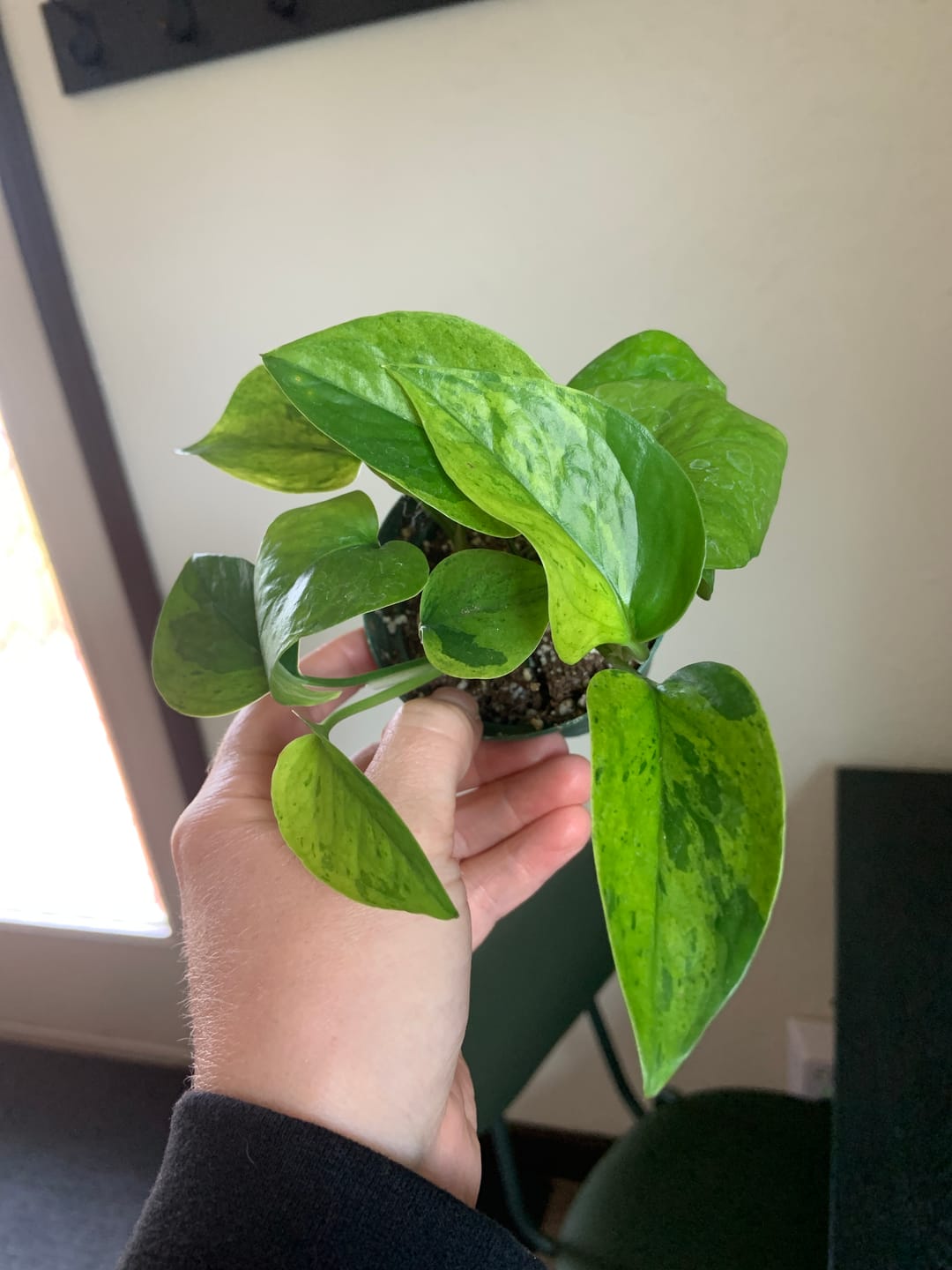 Customer photo review of Pothos Epipremnum aureum 'Jessenia'