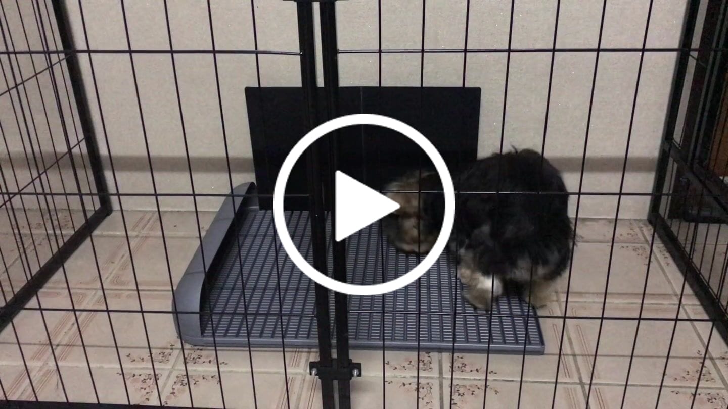 Customer video review of Extended Protrusion Potty Pad (Size L)