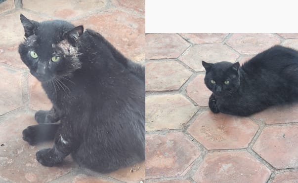Customer photo review of Mange Treatment for Cats - Treats Feline Sarcoptic & Demodectic Mange, Scabies & Ear Mites