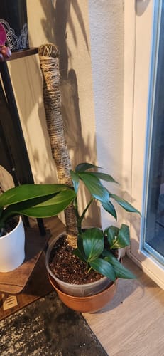 Customer photo of The Original Bendable Moss Pole™ - Best Seller (Pins Included) from Natasha D.