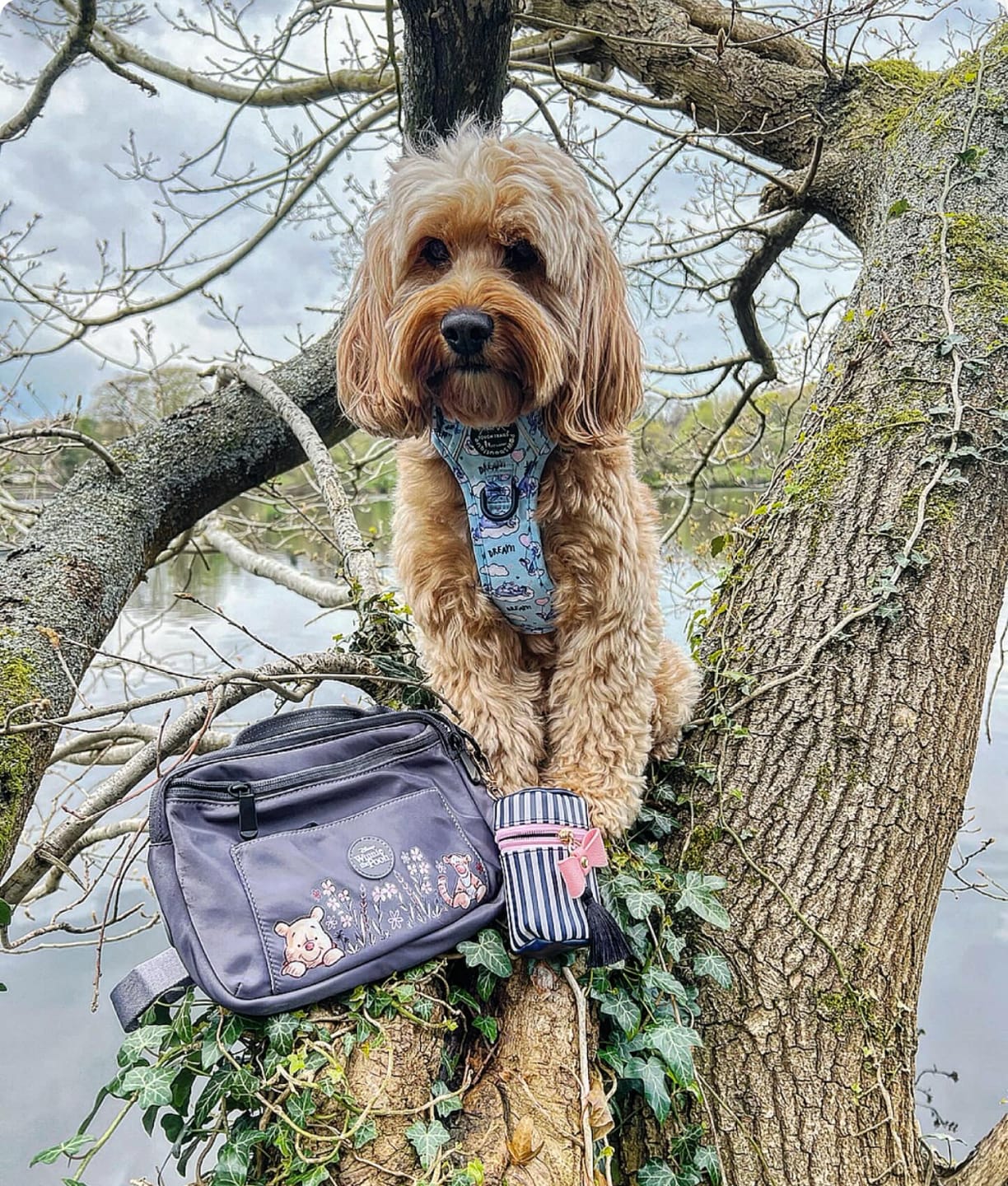 Customer photo review of Tough Trails™ Harness - Eeyore