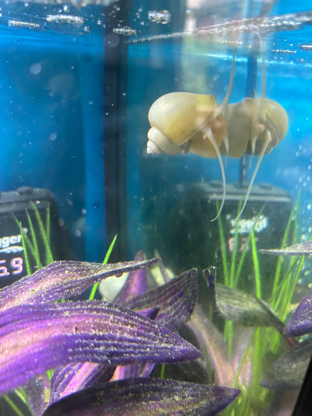 Customer photo review of Mystery Snail Mix (3 pack)