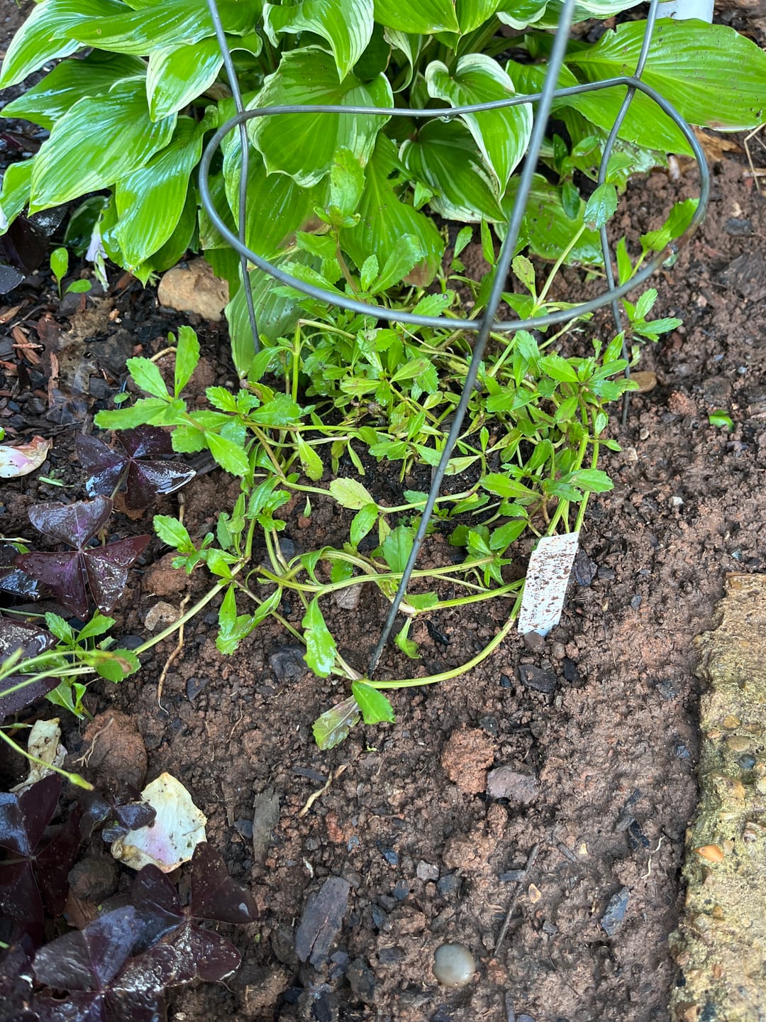 Customer photo review of Frog Fruit