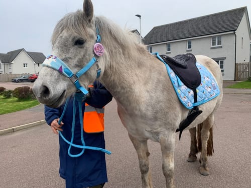 Customer photo review of Blunicorns Saddle Pad
